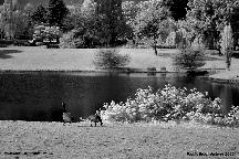 Vanier Geese Web Small