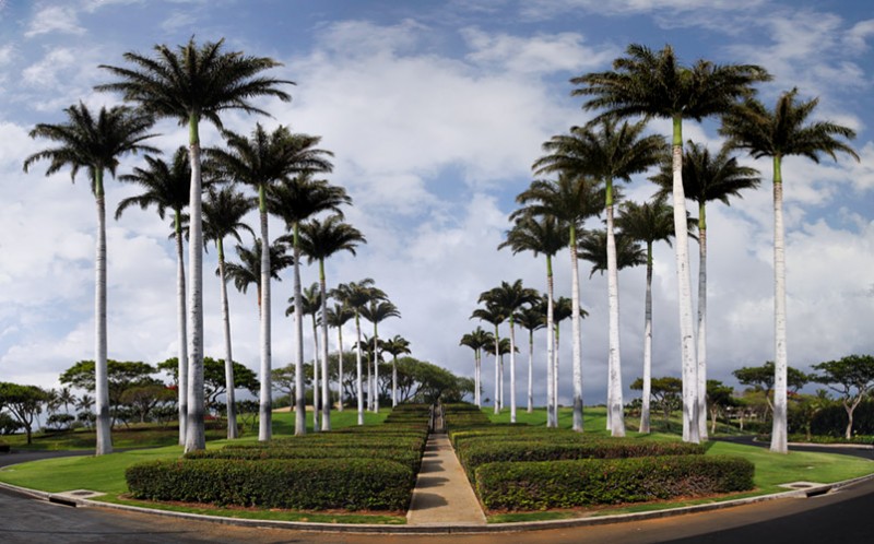 pano palm trees