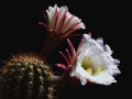 CactusFlower