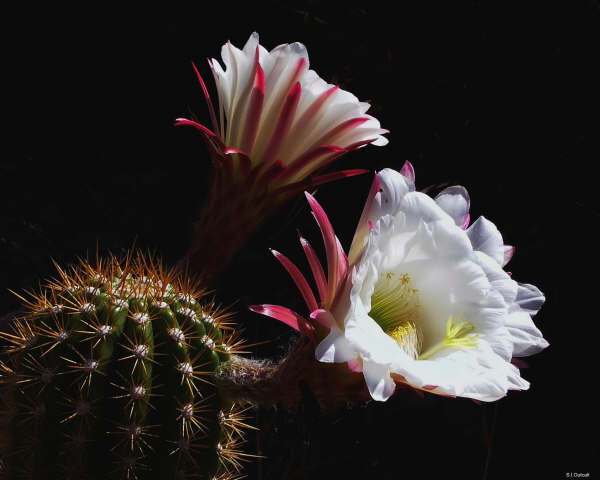 CactusFlower